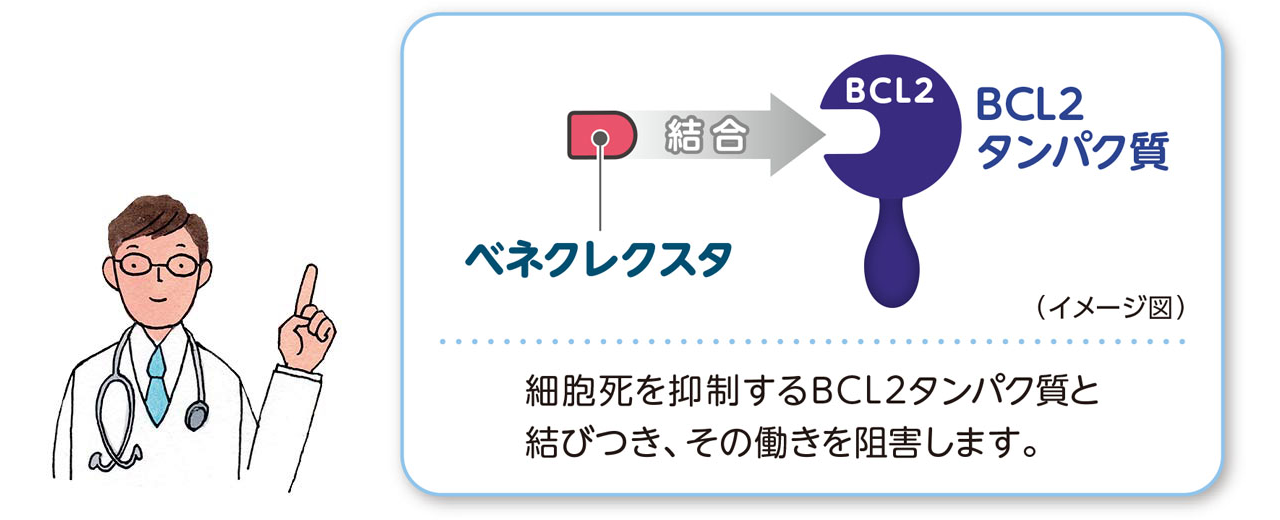 細胞死を抑制するBCL2タンパク質と結びつき、その働きを阻害します。