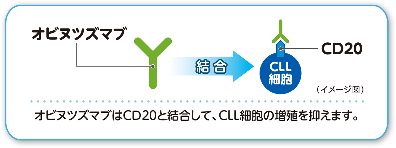 オビヌツズマブの作用イメージ図。オビヌツズマブはCD20と結合して、CLL細胞の増殖を抑えます。