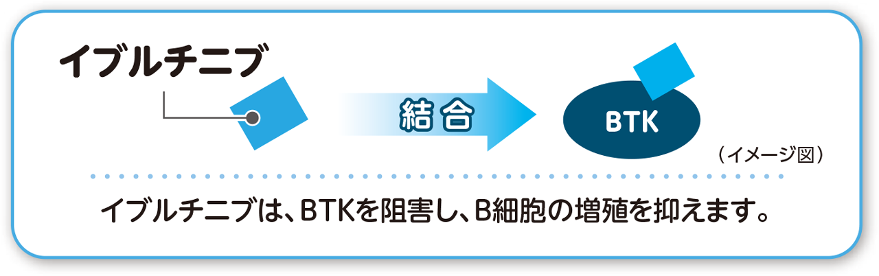 イブルチニブの作用イメージ図。イブルチニブは、BTKを阻害し、B細胞の増殖を抑えます。