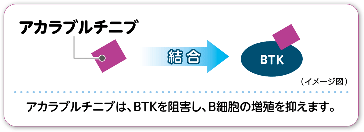 アカラブルチニブの作用イメージ図。アカラブルチニブは、BTKを阻害し、B細胞の増殖を抑えます。